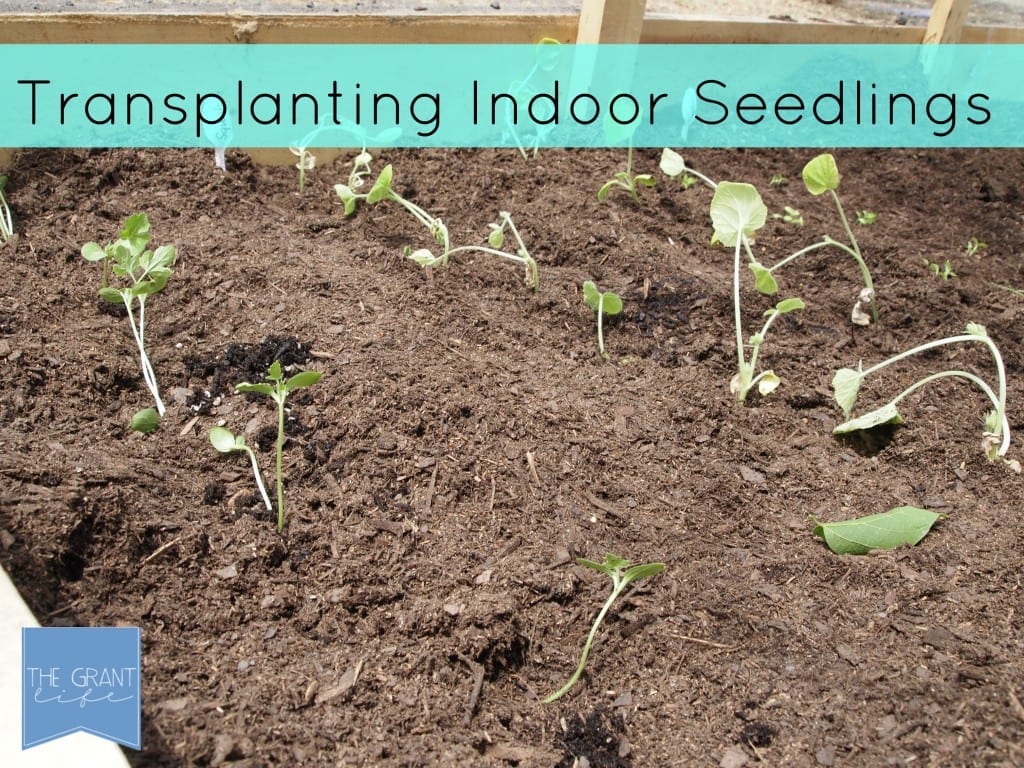 Transplanting indoor seedlings with delcious pairings