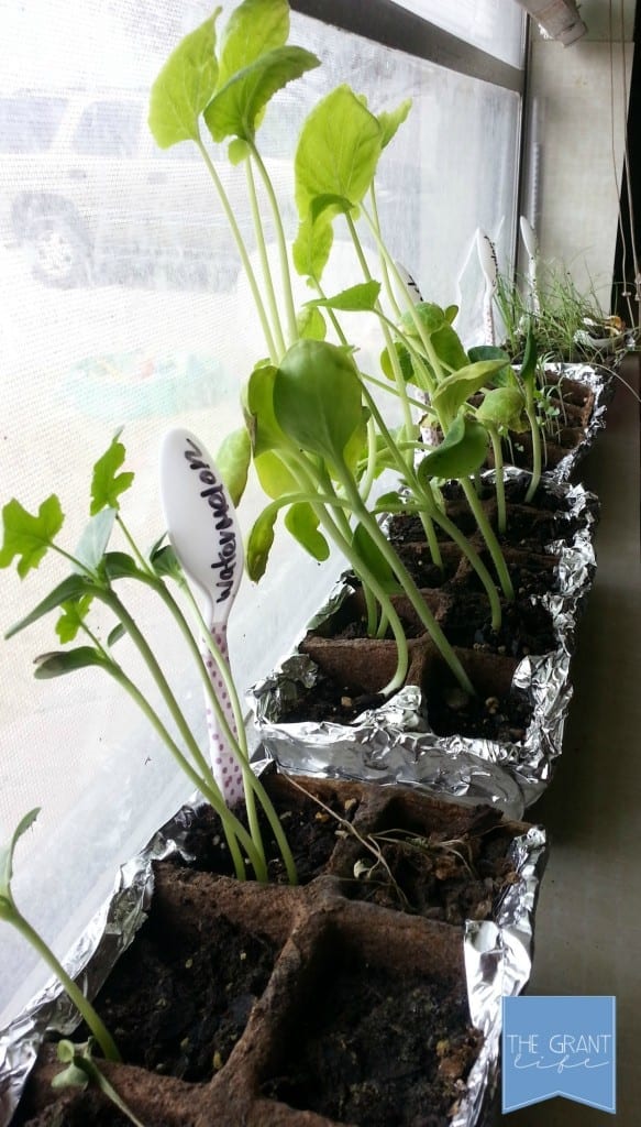 Vegetables growing